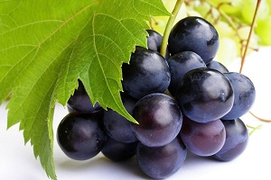 Vinogradarstvo i podrumarstvo Perić